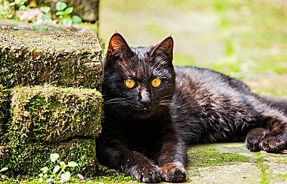 《猎天使魔女3》《喷射战士3》等新作将支持中文